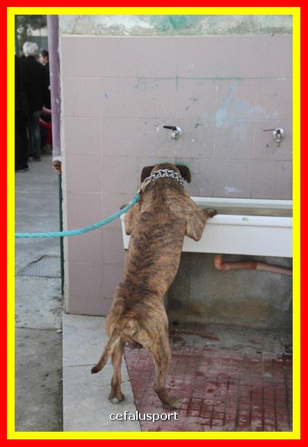 180311 mostra_canina 199.jpg